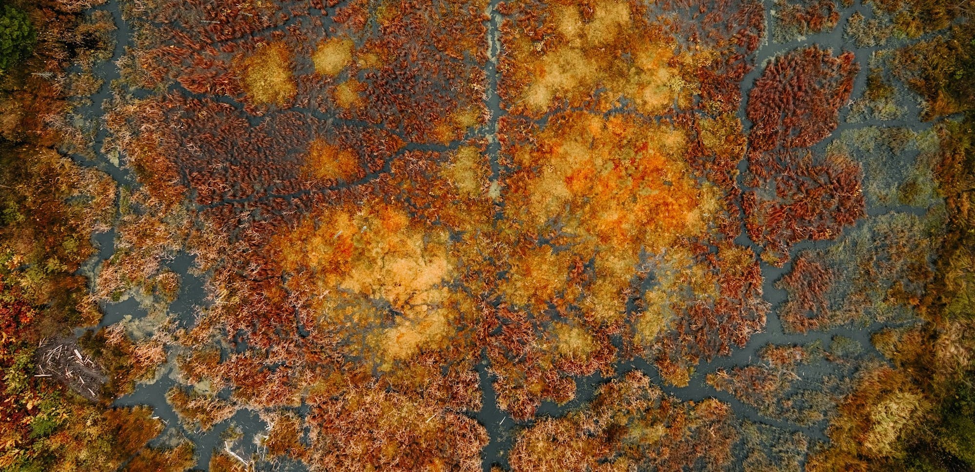 Blood book and toxic teens