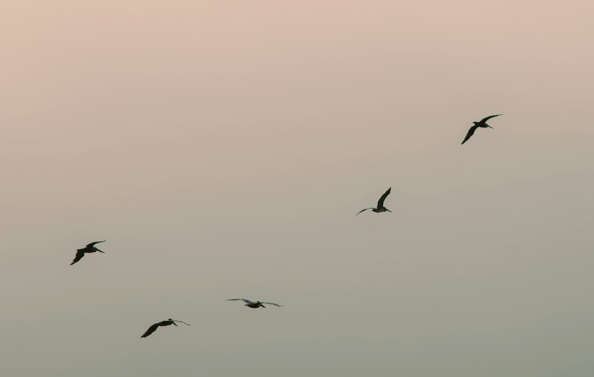 Ons wag op die kaptein