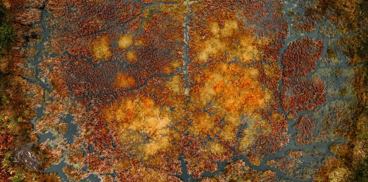 Bloedboek en toksiese tieners