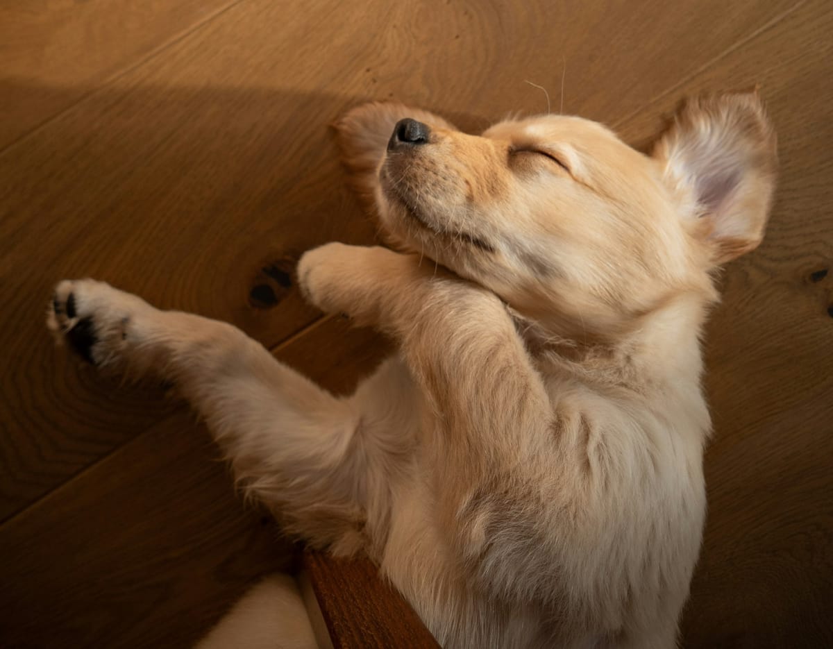 Hondeliefde en aflewerfietse